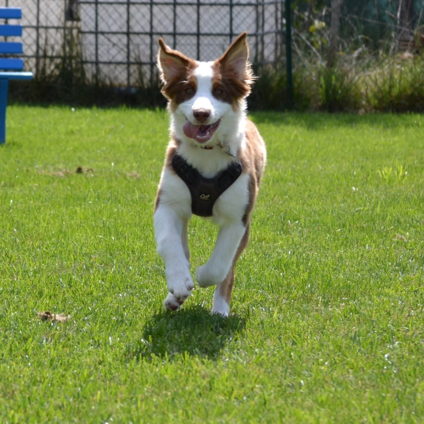 Puppy Class per cuccioli